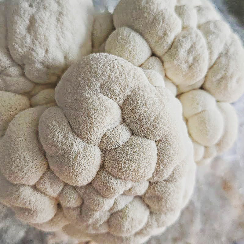 Lions Mane Mushroom Extract Tincture