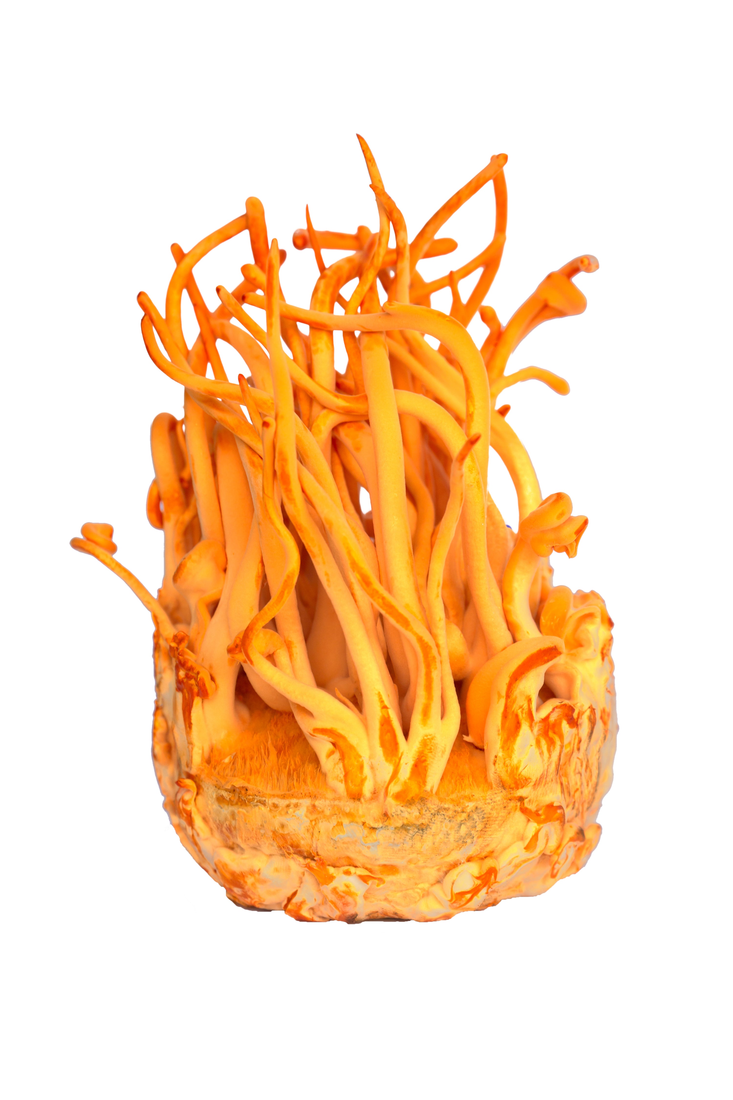 Focus Mushroom Blend | Lion's Mane & Cordyceps