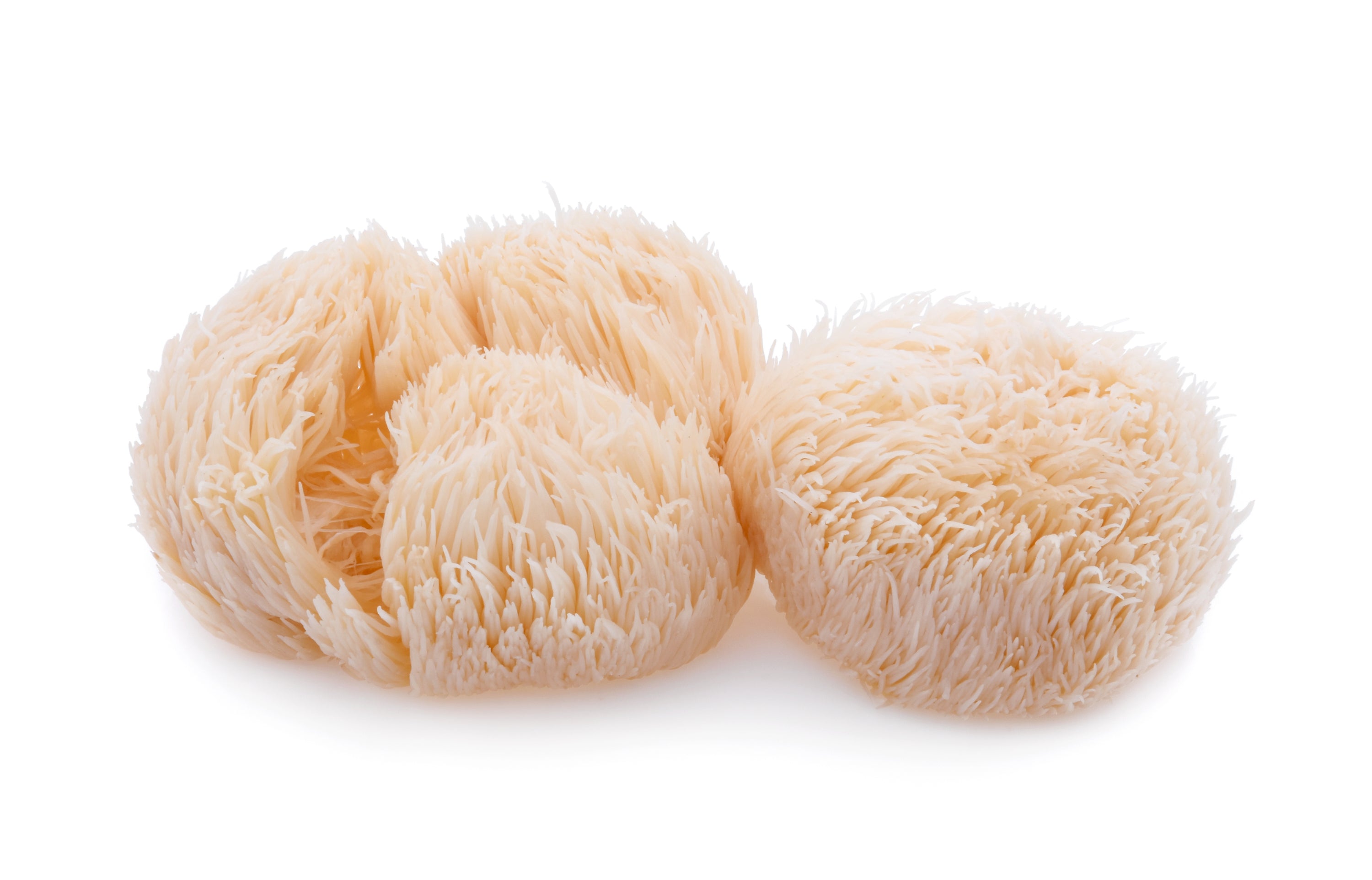 Focus Mushroom Blend | Lion's Mane & Cordyceps