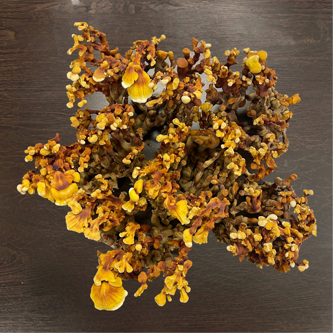 Reishi Mushroom Extract Tincture