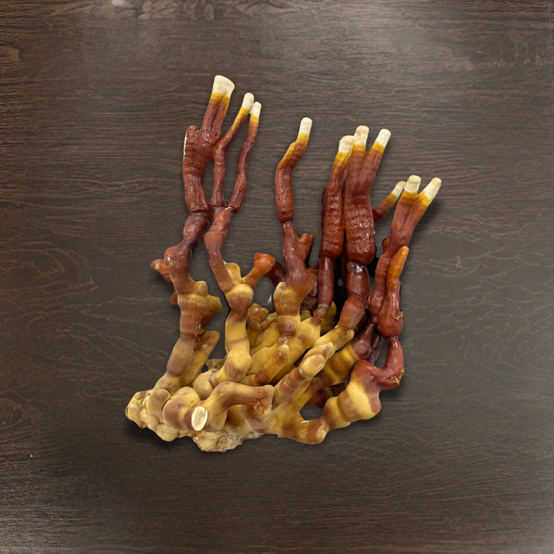 Reishi Mushroom Extract Tincture