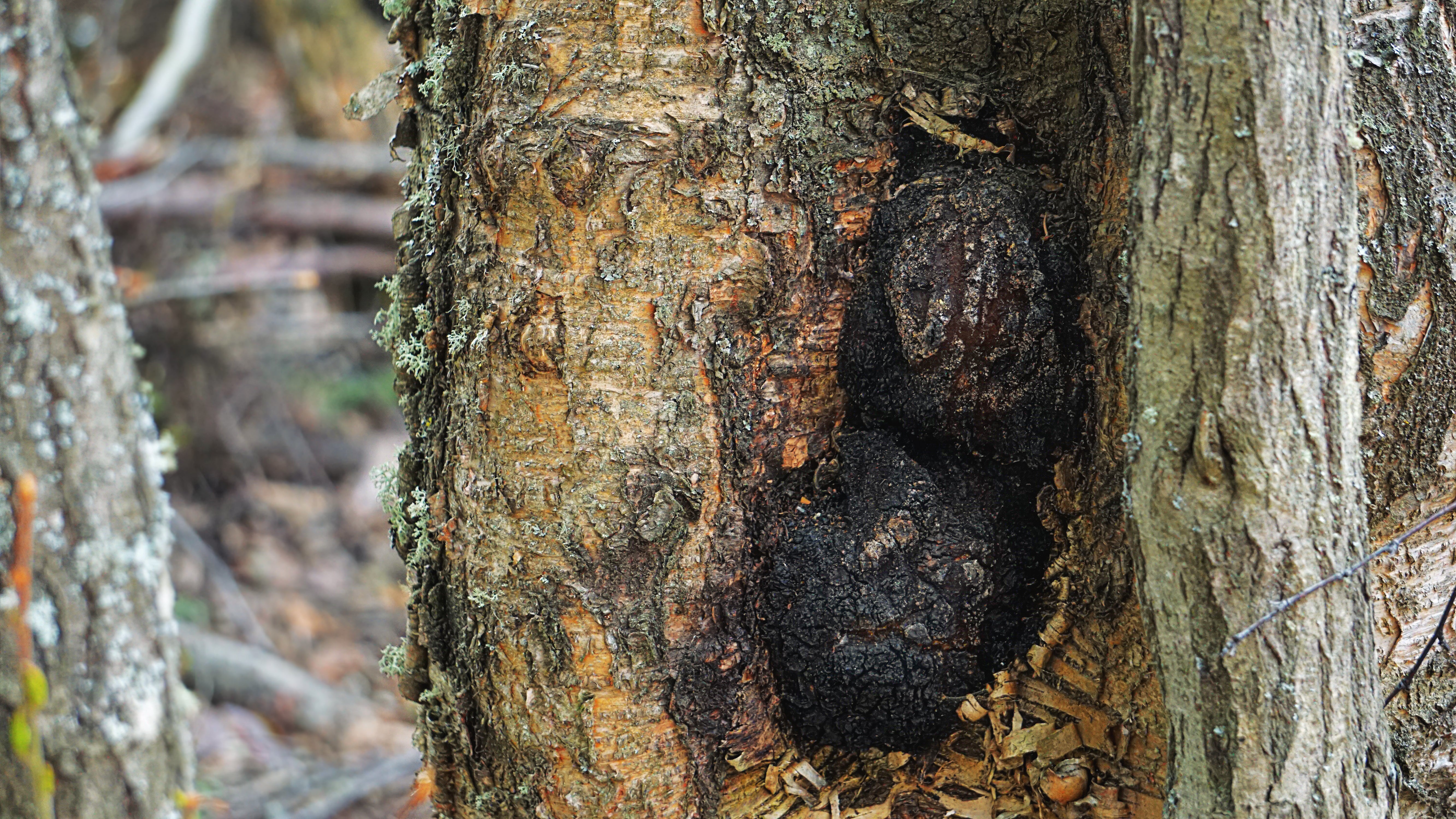 Chaga: The Anti-Inflammatory Powerhouse