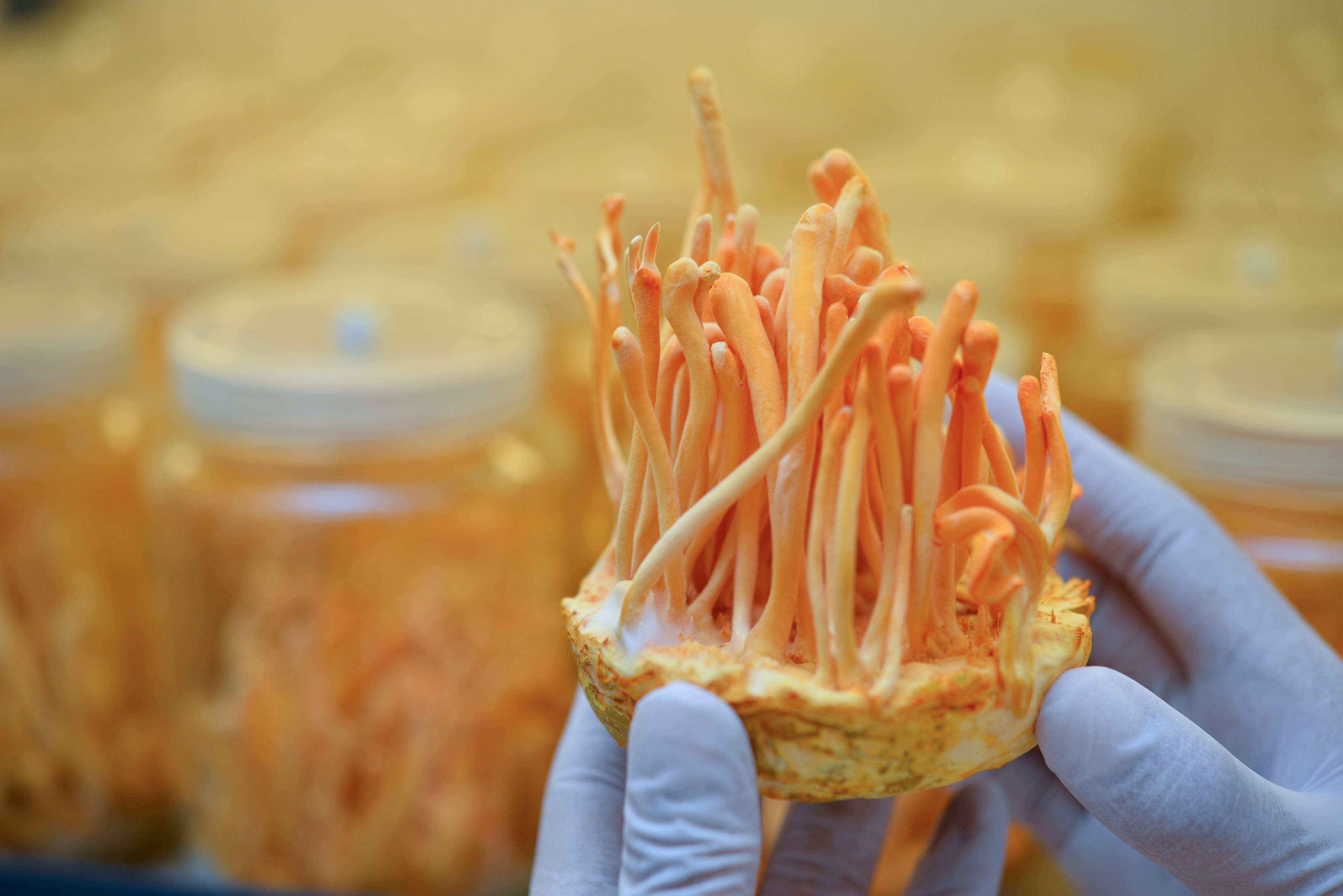 Cordyceps: Your Natural Energy Shot