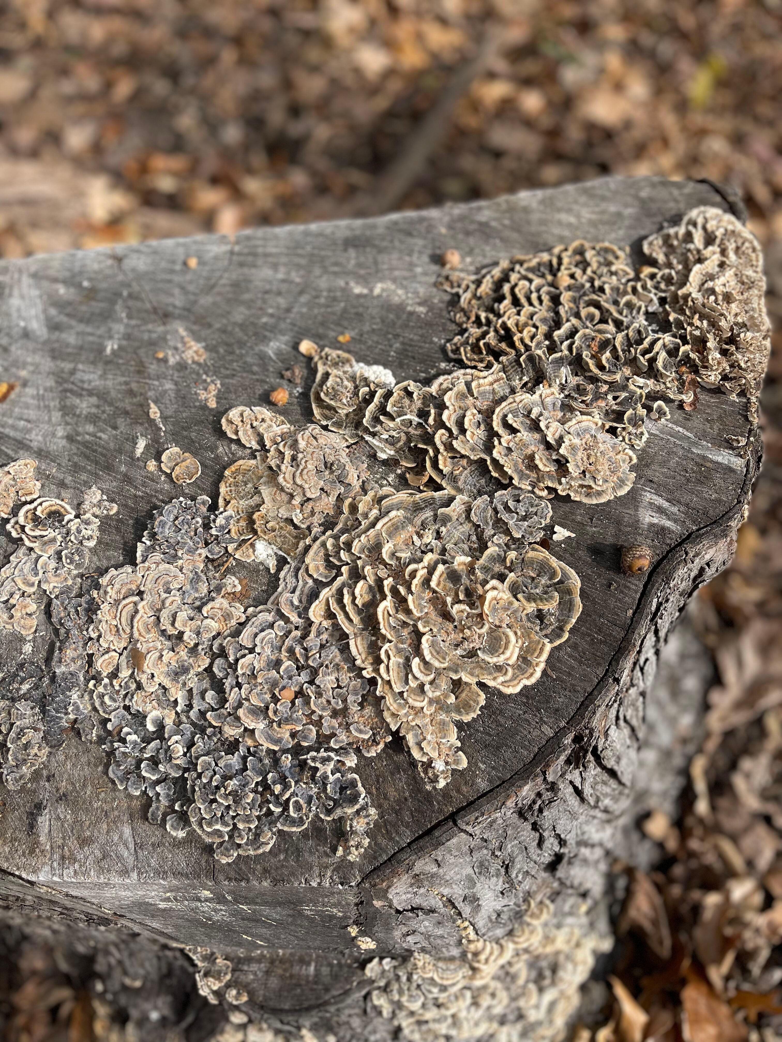 Turkey Tail: Immunity in Full Bloom