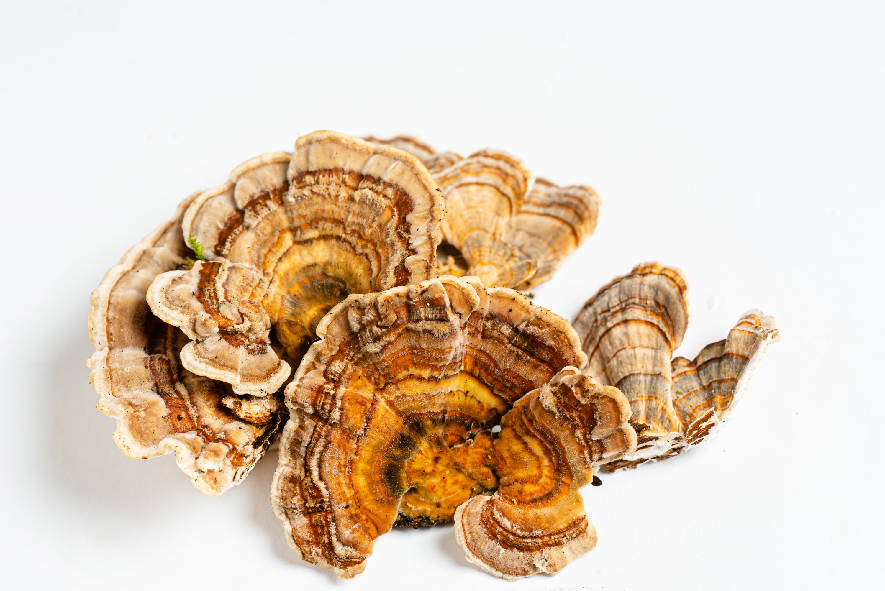 Wellness Mushroom Blend | Turkey Tail, Reishi, and Chaga