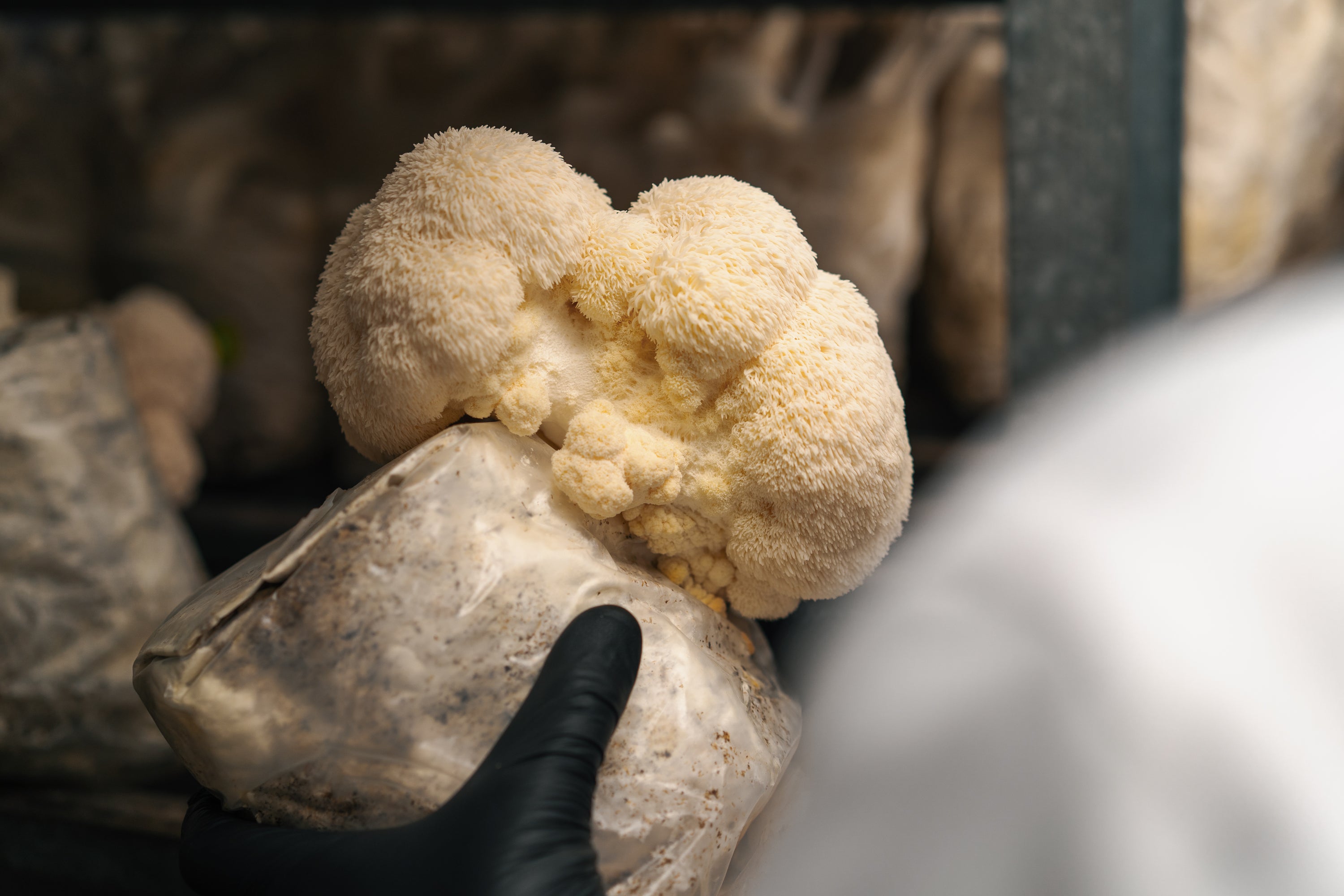 Lions Mane Mushroom Extract Tincture